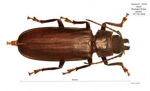 Réf. 220 315 : Physopleurus amazonicus